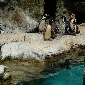 8/16/2025 - Humboldt Penguins