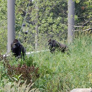 8/16/2025 - Gorillas Amongst the Greenery