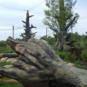 8/16/2025 - Gorilla Habitat #2