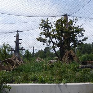 8/16/2025 - Gorilla Habitat #1