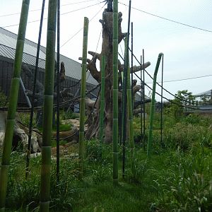 8/16/2025 - Orangutan Habitat