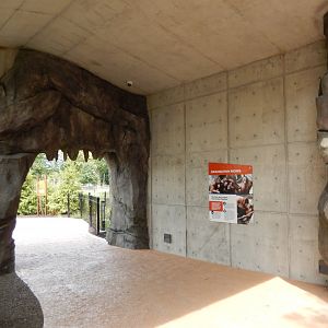 8/16/2025 - Tropical Forests - Orangutan Viewing Area