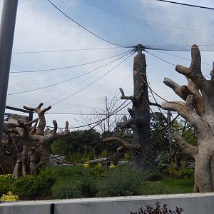 8/16/2025 - South American Monkey Habitat