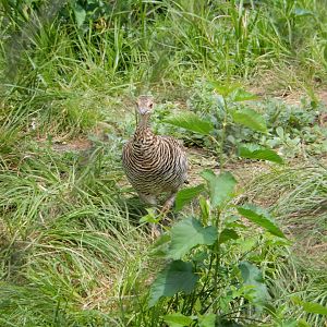 8/16/2025 - Female Greater Prairie Chicken