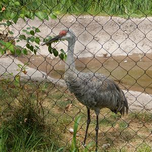 8/16/2025 - Sandhill Crane