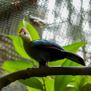 Red Crested Turaco
