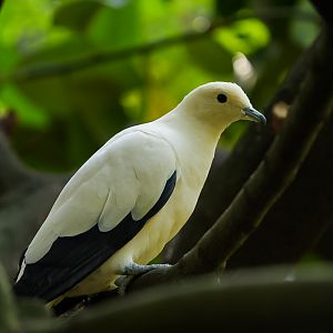 Pied Imperial Pigeon