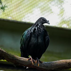 Nicobar Pigeon