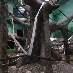 8/16/2025 - Gorilla Conservation Center