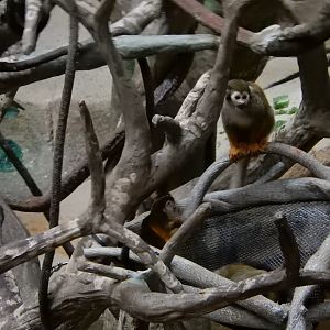 8/16/2025 - Squirrel Monkeys