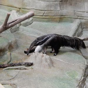 8/16/2025 - Giant Anteater