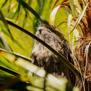 Tawny Frogmouth