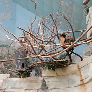 8/16/2025 - Sloth Hangout Area