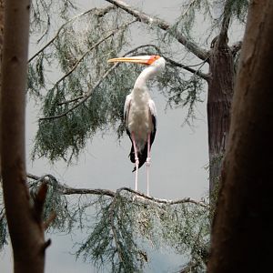 8/16/2025 - Yellow-Billed Stork