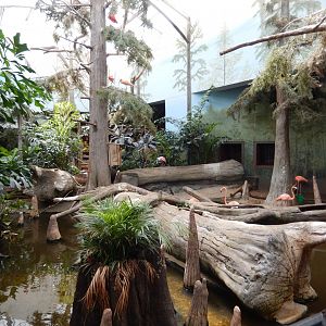 8/16/2025 - Free Flight Swamp Aviary (Front View)