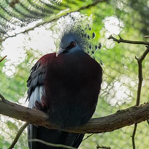 Victoria Crowned Pigeon