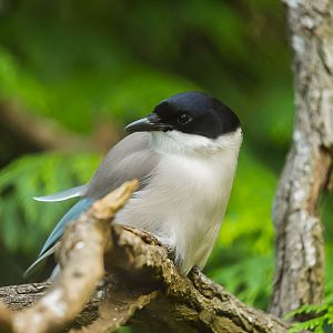 Azure-winged Magpie