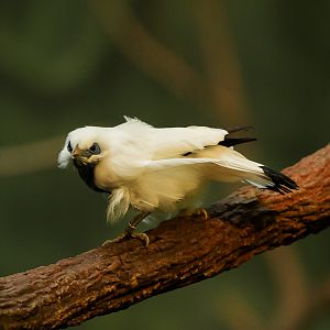Bali Myna