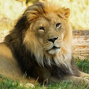 African Lion