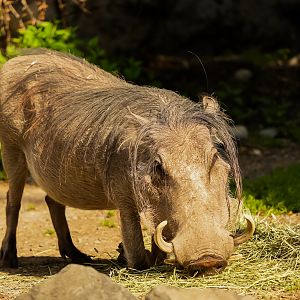 Common Warthog