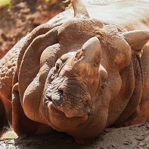 Greater One-horned Rhino