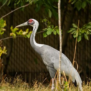 White-naped Crane