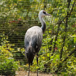 Hooded Crane