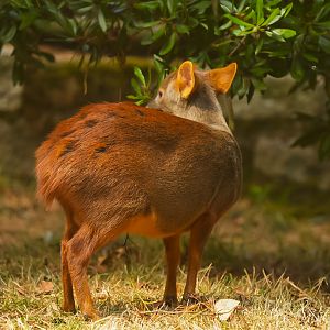 Southern Pudu