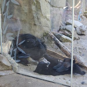 Sloth Bears (Mother and Cub)