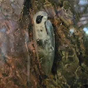 Caribbean Giant Cockroaches