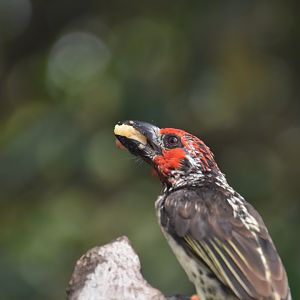 Vieillot's barbet, Lybius vieilloti