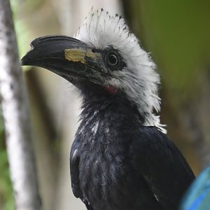 Western long tailed hornbill, Horizocerus albocristatus
