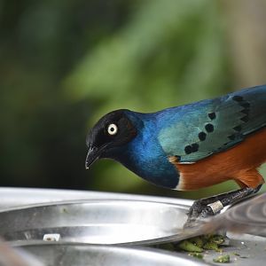 Superb starling, Lamprotornis superbus