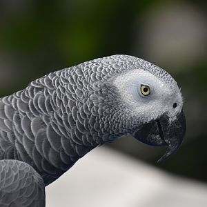 Grey parrot, Psittacus erithacus