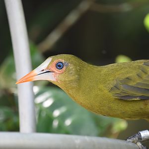 Green oropendola, Psarocolius viridis