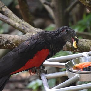 Pesquet's parrot, Psittrichas fulgidus