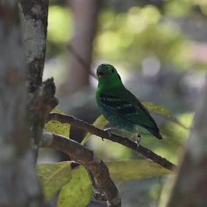 Green broadbill, Calyptomena viridis