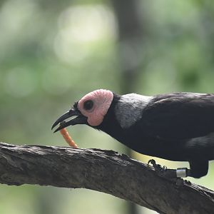 Coleto, Sarcops calvus