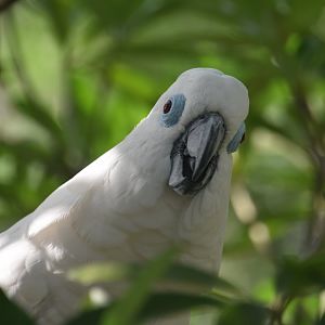 Blue eyed cockatoo, Cacatua opthalmica