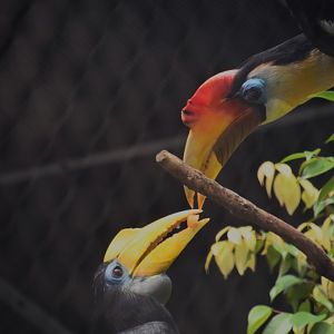 Wrinkled hornbill pair (Rhyticeros casssidix