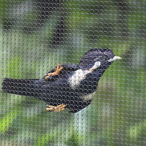 Sulawesi myna, Basilornis celebensis