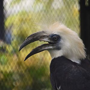White crowned hornbill, Berenicornis comatus