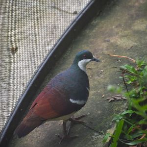 Negros bleeding heart, Gallicolumba keayi