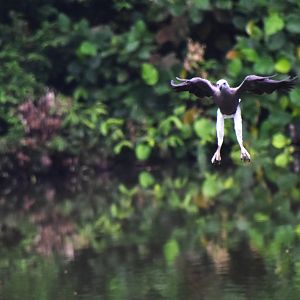 Grey headed fish eagle fishing, Icthyophaga ichthyaetus