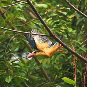 Stork billed kingfisher, Pelargopsis capensis