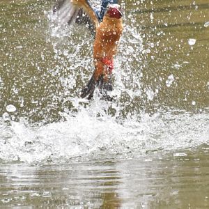 Stork billed kingfisher fishing (Pelargopsis capensis)