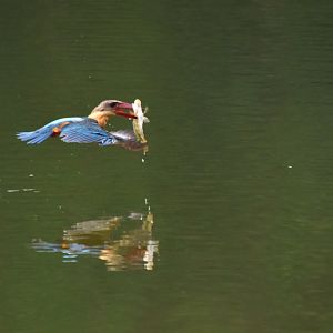 Stork billed kingfisher, Pelargopsis capensis