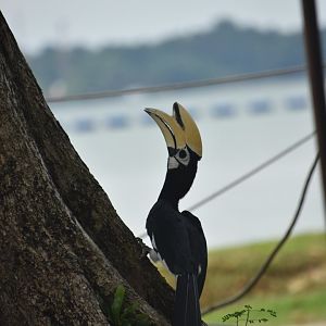Oriental pied hornbill, Anthracoceros albirostris