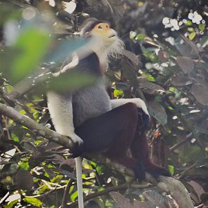 Red shanked douc langur, Pygathrix nemaeus