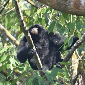 Siamang, Symphalangus syndactylus